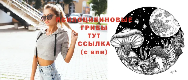 shop формула  Дорогобуж  Галлюциногенные грибы Psilocybe 